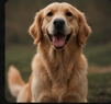 Golden Retriever disfrutando Molly