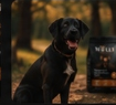 Labrador negro con Molly